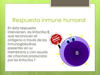 Respuesta inmune humoral
En ésta respuesta
intervienen, los linfocitos B,
que reconocen el
antígeno a través de las
inmunoglobulinas
presentes en su
membrana y con ayuda
de citocinas producidas
por los linfocitos T
 