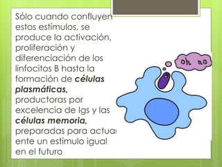 Sólo cuando confluyen
estos estímulos, se
produce la activación,
proliferación y
diferenciación de los
linfocitos B hasta la
formación de células
plasmáticas,
productoras por
excelencia de Igs y las
células memoria,
preparadas para actuar
ente un estímulo igual
en el futuro
 