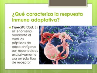 ¿Qué caracteriza la respuesta
inmune adaptativa?
 Especificidad. Es
el fenómeno
mediante el
cual los
péptidos de
cada antígeno
son reconocidos
exclusivamente
por un solo tipo
de receptor
 
