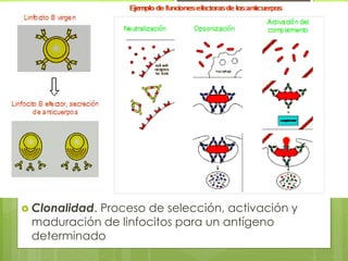  Clonalidad. Proceso de selección, activación y
maduración de linfocitos para un antígeno
determinado
 