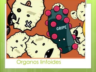Organos linfoides
 