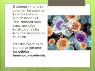 El sistema inmune se
ubica en los órganos
linfoides entre los
que destacan el
timo, médula ósea,
bazo, ganglios
linfáticos y tejidos
linfoides asociados a
mucosas
En estos órganos es
donde se agrupan
las células
inmunocompetentes,
 