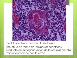 médula del timo-: corpúsculo de Hassal.
Estructura en forma de láminas concéntricas
producto de la degeneración de las células epitelio-
reticulares y crece con la edad
 