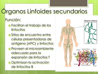 Función:
 Facilitan el trabajo de los
linfocitos
 Sitios de encuentro entre
células presentadoras de
antígeno (APC) y linfocitos
 Proveen el microambiente
adecuado para la
expansión de linfocitos T
 Optimizan la activación
de linfocitos B
Órganos Linfoides secundarios
 