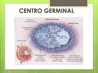 CENTRO GERMINAL
 