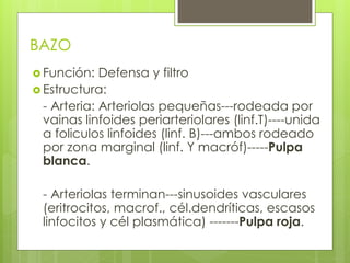 BAZO
 Función: Defensa y filtro
 Estructura:
- Arteria: Arteriolas pequeñas---rodeada por
vainas linfoides periarteriolares (linf.T)----unida
a foliculos linfoides (linf. B)---ambos rodeado
por zona marginal (linf. Y macróf)-----Pulpa
blanca.
- Arteriolas terminan---sinusoides vasculares
(eritrocitos, macrof., cél.dendríticas, escasos
linfocitos y cél plasmática) -------Pulpa roja.
 