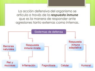 La acción defensiva del organismo se
articula a través de la respuesta inmune
que es la manera de responder ante
agresiones tanto externas como internas.
 