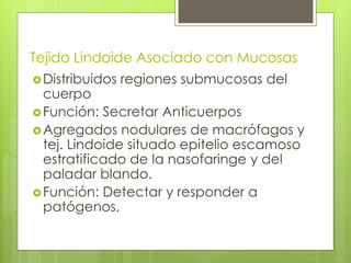 Tejido Lindoide Asociado con Mucosas
Distribuidos regiones submucosas del
cuerpo
Función: Secretar Anticuerpos
Agregados nodulares de macrófagos y
tej. Lindoide situado epitelio escamoso
estratificado de la nasofaringe y del
paladar blando.
Función: Detectar y responder a
patógenos.
 