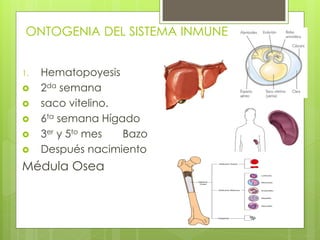 1. Hematopoyesis
 2da semana
 saco vitelino.
 6ta semana Hígado
 3er y 5to mes Bazo
 Después nacimiento
Médula Osea
ONTOGENIA DEL SISTEMA INMUNE
 