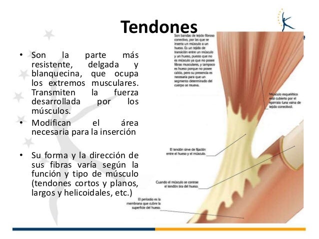 9. generalidades miologia