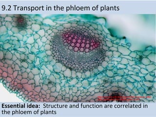 9.2 Transport in the phloem of plants
Essential idea: Structure and function are correlated in
the phloem of plants
http://commons.wikimedia.org/wiki/File:Taraxacum_offici
nale,_central_leaf_vein,_Etzold_green_2.JPG
 