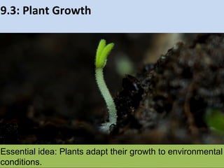Essential idea: Plants adapt their growth to
environmental conditions.
9.3: Plant Growth
 