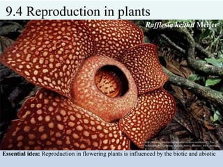 9.4 Reproduction in plants
Essential idea: Reproduction in flowering plants is influenced by the biotic and abiotic
http://www.people.fas.harvard.edu/~ccdavis/weblinks/El_Pais_fil
es/Imagen_Rafflesiaceae_alcanza_metro_diametro_kilos_peso.jp
g
Rafflesia keithii Meijer
 