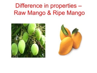 Difference in properties –
Raw Mango & Ripe Mango
 