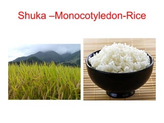 Shuka –Monocotyledon-Rice
 
