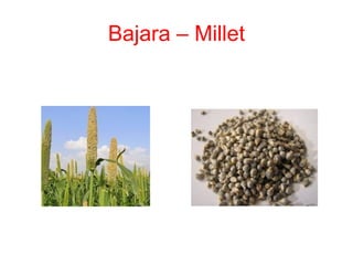 Bajara – Millet
 