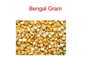 Bengal Gram
 