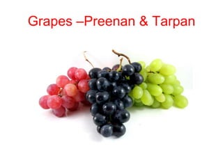 Grapes –Preenan & Tarpan
 