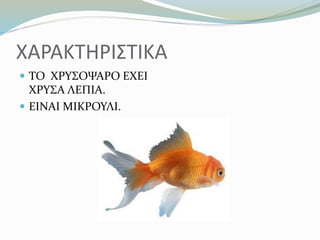 ΧΑΡΑΚΤΗΡΙΣΤΙΚΑ
 ΤΟ ΧΡΥΣΟΨΑΡΟ ΕΧΕΙ
ΧΡΥΣΑ ΛΕΠΙΑ.
 ΕΙΝΑΙ ΜΙΚΡΟΥΛΙ.
 