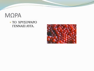 ΜΩΡΑ
 ΤΟ ΧΡΥΣΟΨΑΡΟ
ΓΕΝΝΑΕΙ ΑΥΓΑ.
 