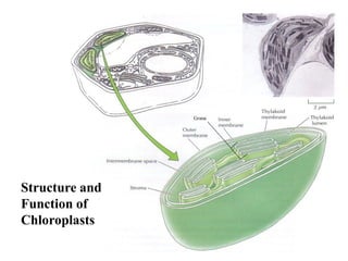 Grana Function 9.chloroplasts - cell biology | PDF