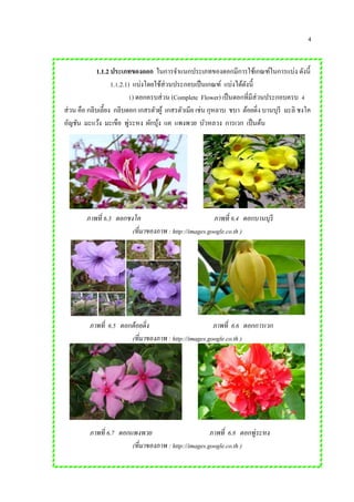 4
ภาพที่ 6.3 ดอกชงโค ภาพที่ 6.4 ดอกบานบุรี
(ที่มาของภาพ : http://images.google.co.th )
ภาพที่ 6.5 ดอกต้อยติ่ง ภาพที่ 6.6 ดอกการเวก
(ที่มาของภาพ : http://images.google.co.th )
ภาพที่ 6.7 ดอกแพงพวย ภาพที่ 6.8 ดอกพู่ระหง
(ที่มาของภาพ : http://images.google.co.th )
1.1.2 ประเภทของดอก ในการจาแนกประเภทของดอกมีการใช้เกณฑ์ในการแบ่ง ดังนี้
1.1.2.1) แบ่งโดยใช้ส่วนประกอบเป็นเกณฑ์ แบ่งได้ดังนี้
1) ดอกครบส่วน (Complete Flower) เป็นดอกที่มีส่วนประกอบครบ 4
ส่วน คือ กลีบเลี้ยง กลีบดอก เกสรตัวผู้ เกสรตัวเมีย เช่น กุหลาบ ชบา ต้อยติ่ง บานบุรี มะลิ ชงโค
อัญชัน มะแว้ง มะเขือ พู่ระหง ผักบุ้ง แค แพงพวย บัวหลวง การเวก เป็นต้น
 