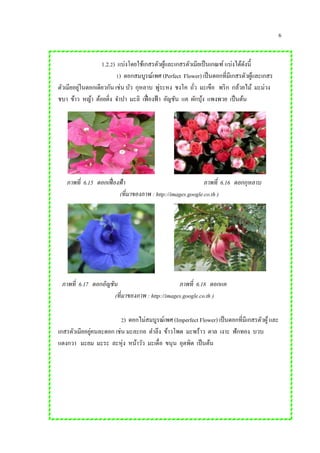 6
1.2.2) แบ่งโดยใช้เกสรตัวผู้และเกสรตัวเมียเป็นเกณฑ์ แบ่งได้ดังนี้
1) ดอกสมบูรณ์เพศ (Perfect Flower) เป็นดอกที่มีเกสรตัวผู้และเกสร
ตัวเมียอยู่ในดอกเดียวกัน เช่น บัว กุหลาบ พู่ระหง ชงโค ถั่ว มะเขือ พริก กล้วยไม้ มะม่วง
ชบา ข้าว หญ้า ต้อยติ่ง จาปา มะลิ เฟื่องฟ้า อัญชัน แค ผักบุ้ง แพงพวย เป็นต้น
2) ดอกไม่สมบูรณ์เพศ (Imperfect Flower) เป็นดอกที่มีเกสรตัวผู้และ
เกสรตัวเมียอยู่คนละดอก เช่น มะละกอ ตาลึง ข้าวโพด มะพร้าว ตาล เงาะ ฟักทอง บวบ
แตงกวา มะยม มะระ ละหุ่ง หน้าวัว มะเดื่อ ขนุน อุตพิด เป็นต้น
ภาพที่ 6.15 ดอกเฟื่องฟ้า ภาพที่ 6.16 ดอกกุหลาบ
(ที่มาของภาพ : http://images.google.co.th )
ภาพที่ 6.17 ดอกอัญชัน ภาพที่ 6.18 ดอกแค
(ที่มาของภาพ : http://images.google.co.th )
 