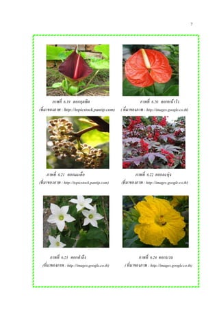 7
ภาพที่ 6.19 ดอกอุตพิด ภาพที่ 6.20 ดอกหน้าวัว
(ที่มาของภาพ : http://topicstock.pantip.com) ( ที่มาของภาพ : http://images.google.co.th)
ภาพที่ 6.21 ดอกมะเดื่อ ภาพที่ 6.22 ดอกละหุ่ง
(ที่มาของภาพ : http://topicstock.pantip.com) (ที่มาของภาพ : http://images.google.co.th)
ภาพที่ 6.23 ดอกตาลึง ภาพที่ 6.24 ดอกบวบ
(ที่มาของภาพ : http://images.google.co.th) ( ที่มาของภาพ : http://images.google.co.th)
 