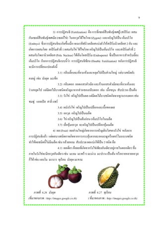 9
3) การปฏิสนธิ (Fertilization) คือ การที่เซลล์สืบพันธุ์เพศผู้(สเปิร์ม) ผสม
กับเซลล์สืบพันธุ์เพศเมีย (เซลล์ไข่) ในออวุลได้ไซโกต (Zygote) และเจริญไปเป็น เอ็มบริโอ
(Embryo) ซึ่งการปฏิสนธิจะเกิดขึ้นเมื่อ เจเนเรทีฟนิวเคลียสแบ่งตัวให้สเปิร์มนิวเคลียส 2 อัน และ
เกิดการผสมโดย สเปิร์มตัวที่ 1 ผสมกับไข่ ได้ไซโกต เจริญไปเป็นเอ็มบริโอ และสเปิร์มตัวที่ 2
ผสมกับโพลานิวเคลียส (Pola Necleus) ได้เอ็นโดสเปิร์ม (Endosperm) ซึ่งเป็นอาหารสาหรับเลี้ยง
เอ็มบริโอ เรียกการปฏิสนธิแบบนี้ว่า การปฏิสนธิซ้อน (Double Fertilization) หลังการปฏิสนธิ
จะมีการเปลี่ยนแปลงดังนี้
3.1) กลีบเลี้ยงจะเหี่ยวแห้งและหลุดไปเป็นส่วนใหญ่ แต่บางชนิดยัง
คงอยู่ เช่น มังคุด มะเขือ
3.2) กลีบดอก ยอดเกสรตัวเมีย และก้านเกสรตัวเมียจะเหี่ยวแห้งและ
ร่วงหลุดไป แต่มีผลไม้บางชนิดเจริญมาจากส่วนของกลีบดอก เช่น เนื้อขนุน สับปะรด เป็นต้น
3.3) รังไข่ เจริญไปเป็นผล แต่มีผลไม้บางชนิดเกิดจากฐานรองดอก เช่น
ชมพู่ แอลเปิล สาลี่ แพร์
3.4) ผนังรังไข่ เจริญไปเป็นเปลือกและเนื้อของผล
3.5) ออวุล เจริญไปเป็นเมล็ด
3.6) ไข่ เจริญไปเป็นต้นอ่อน (เอ็มบริโอในเมล็ด
3.7) เยื่อหุ้มออวุล จะเจริญไปเป็นเปลือกหุ้มเมล็ด
4) ผล (Fruit) ผลส่วนใหญ่เกิดจากการเจริญเติบโตของรังไข่ หลังจาก
การปฏิสนธิแล้ว แต่ผลบางชนิดอาจเกิดจากการกระตุ้นจากละอองเรณูหรือฮอร์โมนบางชนิด
ทาให้ผลชนิดนี้ไม่มีเมล็ด เช่น กล้วยหอม สับปะรด ผลแบ่งได้เป็น 3 ชนิด คือ
4.1) ผลเดี่ยว คือผลที่เกิดจากรังไข่เพียงอันเดียวอยู่ภายในดอกเดียว ซึ่ง
ภายในรังไข่จะมีออวุลอันเดียว เช่น มะยม มะพร้าว มะม่วง มะปราง เป็นต้น หรืออาจหลายออวุล
ก็ได้เช่น แตงโม มะนาว ทุเรียน มังคุด มะขาม
ภาพที่ 6.26 มังคุด ภาพที่ 6.27 ทุเรียน
(ที่มาของภาพ : http://images.google.co.th) ( ที่มาของภาพ : http://images.google.co.th)
 