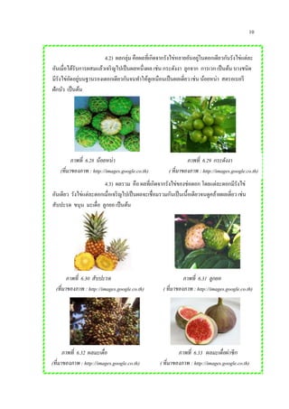10
4.2) ผลกลุ่ม คือผลที่เกิดจากรังไข่หลายอันอยู่ในดอกเดียวกันรังไข่แต่ละ
อันเมื่อได้รับการผสมแล้วเจริญไปเป็นผลหนึ่งผล เช่น กระดังงา ลูกจาก การเวก เป็นต้น บางชนิด
มีรังไข่อัดอยู่บนฐานรองเดอกเดียวกันจนทาให้ดูเหมือนเป็นผลเดี่ยว เช่น น้อยหน่า สตรอเบอรี
ฝักบัว เป็นต้น
4.3) ผลรวม คือ ผลที่เกิดจากรังไข่ของช่อดอก โดยแต่ละดอกมีรังไข่
อันเดียว รังไข่แต่ละดอกเมื่อเจริญไปเป็นผลจะเชื่อมรวมกันเป็นเนื้อเดียวจนดูคล้ายผลเดี่ยว เช่น
สับปะรด ขนุน มะเดื่อ ลูกยอ เป็นต้น
ภาพที่ 6.28 น้อยหน่า ภาพที่ 6.29 กระดังงา
(ที่มาของภาพ : http://images.google.co.th) ( ที่มาของภาพ : http://images.google.co.th)
ภาพที่ 6.30 สับปะรด ภาพที่ 6.31 ลูกยอ
(ที่มาของภาพ : http://images.google.co.th) ( ที่มาของภาพ : http://images.google.co.th)
ภาพที่ 6.32 ผลมะเดื่อ ภาพที่ 6.33 ผลมะเดื่อผ่าซีก
(ที่มาของภาพ : http://images.google.co.th) ( ที่มาของภาพ : http://images.google.co.th)
 