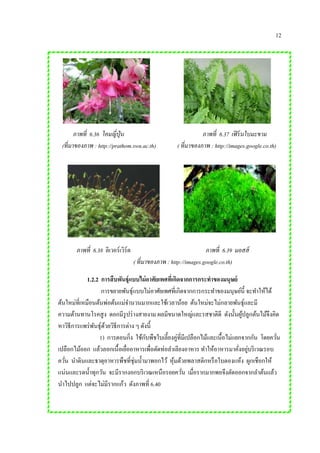 12
1.2.2 การสืบพันธุ์แบบไม่อาศัยเพศที่เกิดจากการกระทาของมนุษย์
การขยายพันธุ์แบบไม่อาศัยเพศที่เกิดจากการกระทาของมนุษย์นี้ จะทาให้ได้
ต้นใหม่ที่เหมือนต้นพ่อต้นแม่จานวนมากและใช้เวลาน้อย ต้นใหม่จะไม่กลายพันธุ์และมี
ความต้านทานโรคสูง ดอกมีรูปร่างสายงาม ผลมีขนาดใหญ่และรสชาติดี ดังนั้นผู้ปลูกต้นไม้จึงคิด
หาวิธีการแพร่พันธุ์ด้วยวิธีการต่าง ๆ ดังนี้
1) การตอนกิ่ง ใช้กับพืชใบเลี้ยงคู่ที่มีเปลือกไม้และเนื้อไม่แยกจากกัน โดยควั่น
เปลือกไม้ออก แล้วลอกเนื้อเยื่ออาหารเพื่อตัดท่อลาเลียงอาหาร ทาให้อาหารมาคั่งอยู่บริเวณรอบ
ควั่น นาดินและธาตุอาหารพืชที่ชุ่มน้ามาพอกไว้ หุ้มด้วยพลาสติกหรือใบตองแห้ง ผูกเชือกให้
แน่นและรดน้าทุกวัน จะมีรากงอกบริเวณเหนือรอยควั่น เมื่อรากมากพอจึงตัดออกจากลาต้นแล้ว
นาไปปลูก แต่จะไม่มีรากแก้ว ดังภาพที่ 6.40
ภาพที่ 6.36 โคมญี่ปุ่น ภาพที่ 6.37 เฟิร์นใบมะขาม
(ที่มาของภาพ : http://prathom.swu.ac.th) ( ที่มาของภาพ : http://images.google.co.th)
ภาพที่ 6.38 ลิเวอร์เวิร์ต ภาพที่ 6.39 มอสส์
( ที่มาของภาพ : http://images.google.co.th)
 