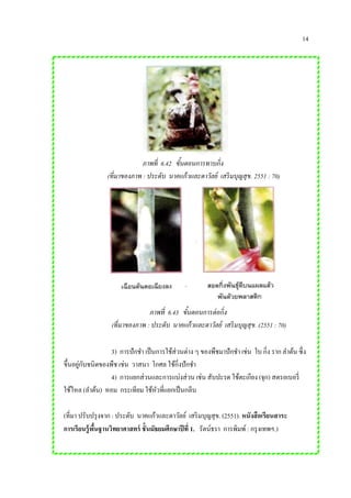 14
3) การปักชา เป็นการใช้ส่วนต่าง ๆ ของพืชมาปักชา เช่น ใบ กิ่ง ราก ลาต้น ซึ่ง
ขึ้นอยู่กับชนิดของพืช เช่น วาสนา โกศล ใช้กิ่งปักชา
4) การแยกส่วนและการแบ่งส่วน เช่น สับปะรด ใช้ตะเกียง (จุก) สตรอเบอรี่
ใช้ไหล (ลาต้น) หอม กระเทียม ใช้หัวที่แยกเป็นกลีบ
(ที่มา ปรับปรุงจาก : ประดับ นาคแก้วและดาวัลย์ เสริมบุญสุข. (2551). หนังสือเรียนสาระ
การเรียนรู้พื้นฐานวิทยาศาสตร์ ชั้นมัธยมศึกษาปีที่ 1. รัตน์ธรา การพิมพ์ : กรุงเทพฯ.)
ภาพที่ 6.43 ขั้นตอนการต่อกิ่ง
(ที่มาของภาพ : ประดับ นาคแก้วและดาวัลย์ เสริมบุญสุข. (2551 : 70)
ภาพที่ 6.42 ขั้นตอนการทาบกิ่ง
(ที่มาของภาพ : ประดับ นาคแก้วและดาวัลย์ เสริมบุญสุข. 2551 : 70)
 