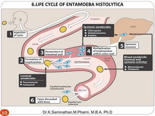 10
6.LIFE CYCLE OF ENTAMOEBA HISTOLYTICA
10 Dr.K.Saminathan.M.Pharm, M.B.A, Ph.D
 