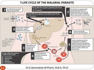 11
7.LIFE CYCLE OF THE MALARIAL PARASITE
11 Dr.K.Saminathan.M.Pharm, M.B.A, Ph.D
 