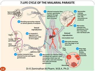 Figure 12.19
Infected mosquito bites
human; sporozoites
migrate through
bloodstream to
liver of human
Sporozoites
undergo
schizogony in
liver cell;
merozoites are
produced
Merozoites
released into
bloodsteam from
liver may infect
new red blood cells
Merozoites are released when
red blood cell ruptures; some
merozoites infect new red
blood cells, and some develop
into male and female
gametocytes
1 2
3
4
6
Asexual
reproduction
Intermediate host
Merozoite develops
into ring stage in red
blood cell
Ring
stage
Merozoites
Another mosquito bites
infected human and ingests
gametocytes
7
5 Ring stage
grows and
divides,
producing
merozoites
Definitive host
In mosquito’s
digestive tract,
gametocytes unite
to form zygote
8
Male
gametocyte
Female
gametocyte
Zygote
Sexual
reproduction
Resulting sporozoites migrate
to salivary glands of mosquito
9
Sporozoites in
salivary gland
7.LIFE CYCLE OF THE MALARIAL PARASITE
12
12 Dr.K.Saminathan.M.Pharm, M.B.A, Ph.D
 