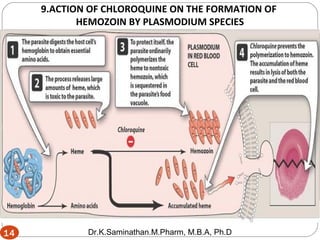 14
9.ACTION OF CHLOROQUINE ON THE FORMATION OF
HEMOZOIN BY PLASMODIUM SPECIES
14 Dr.K.Saminathan.M.Pharm, M.B.A, Ph.D
 
