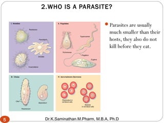 2.WHO IS A PARASITE?
Parasites are usually
much smaller than their
hosts, they also do not
kill before they eat.
5
5 Dr.K.Saminathan.M.Pharm, M.B.A, Ph.D
 