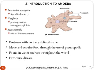3.INTRODUCTION TO AMOEBA
Entamoeba histolytica
Amoebic dysentery
Naegleria
primary amoebic
meningoencephalitis
Acanthamoeba
contact lens contaminant
6 Figure 12.18a
• Protozoa with no truly defined shape
• Move and acquire food through the use of pseudopodia
• Found in water sources throughout the world
• Few cause disease
6 Dr.K.Saminathan.M.Pharm, M.B.A, Ph.D
 