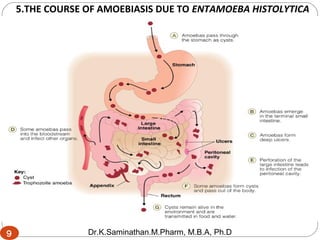 5.THE COURSE OF AMOEBIASIS DUE TO ENTAMOEBA HISTOLYTICA
9
9 Dr.K.Saminathan.M.Pharm, M.B.A, Ph.D
 