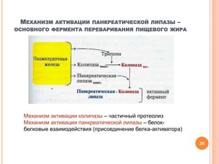 МЕХАНИЗМ АКТИВАЦИИ ПАНКРЕАТИЧЕСКОЙ ЛИПАЗЫ –
ОСНОВНОГО ФЕРМЕНТА ПЕРЕВАРИВАНИЯ ПИЩЕВОГО ЖИРА
25
Механизм активации колипазы – частичный протеолиз
Механизм активации панкреатической липазы – белок-
белковые взаимодействия (присоединение белка-активатора)
 