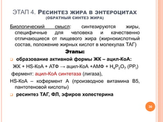 ЭТАП 4. РЕСИНТЕЗ ЖИРА В ЭНТЕРОЦИТАХ
(ОБРАТНЫЙ СИНТЕЗ ЖИРА)
Биологический смысл: синтезируются жиры,
специфичные для человека и качественно
отличающиеся от пищевого жира (жирнокислотный
состав, положение жирных кислот в молекулах ТАГ)
Этапы:
 образование активной формы ЖК – ацил-КоА:
ЖК + HS-КoA + АТФ → ацил-КоА +АМФ + Н4Р2О7 (РРI)
фермент: ацил-КоА синтетаза (лигаза),
HS-КoA – кофермент А (производное витамина В5,
пантотеновой кислоты)
 ресинтез ТАГ, ФЛ, эфиров холестерина
30
 