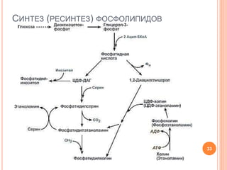 СИНТЕЗ (РЕСИНТЕЗ) ФОСФОЛИПИДОВ
33
 
