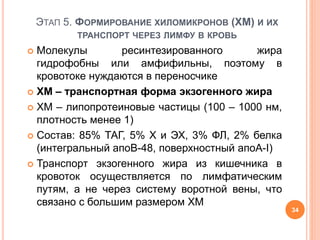 ЭТАП 5. ФОРМИРОВАНИЕ ХИЛОМИКРОНОВ (ХМ) И ИХ
ТРАНСПОРТ ЧЕРЕЗ ЛИМФУ В КРОВЬ
 Молекулы ресинтезированного жира
гидрофобны или амфифильны, поэтому в
кровотоке нуждаются в переносчике
 ХМ – транспортная форма экзогенного жира
 ХМ – липопротеиновые частицы (100 – 1000 нм,
плотность менее 1)
 Состав: 85% ТАГ, 5% Х и ЭХ, 3% ФЛ, 2% белка
(интегральный апоВ-48, поверхностный апоА-I)
 Транспорт экзогенного жира из кишечника в
кровоток осуществляется по лимфатическим
путям, а не через систему воротной вены, что
связано с большим размером ХМ
34
 