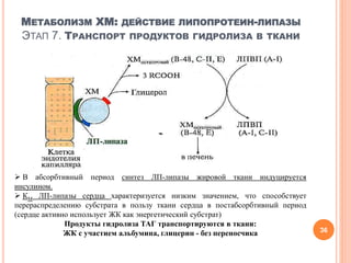 МЕТАБОЛИЗМ ХМ: ДЕЙСТВИЕ ЛИПОПРОТЕИН-ЛИПАЗЫ
ЭТАП 7. ТРАНСПОРТ ПРОДУКТОВ ГИДРОЛИЗА В ТКАНИ
36
 В абсорбтивный период синтез ЛП-липазы жировой ткани индуцируется
инсулином.
 КМ ЛП-липазы сердца характеризуется низким значением, что способствует
перераспределению субстрата в пользу ткани сердца в постабсорбтивный период
(сердце активно использует ЖК как энергетический субстрат)
Продукты гидролиза ТАГ транспортируются в ткани:
ЖК с участием альбумина, глицерин - без переносчика
 