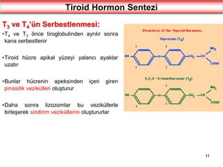 11
Tiroid Hormon Sentezi
T3 ve T4’ün Serbestlenmesi:
•T4 ve T3 önce tiroglobulinden ayrılır sonra
kana serbestlenir
•Tiroid hücre apikal yüzeyi yalancı ayaklar
uzatır
•Bunlar hücrenin apeksinden içeri giren
pinositik vezikülleri oluşturur
•Daha sonra lizozomlar bu veziküllerle
birleşerek sindirim veziküllerini oluştururlar
 
