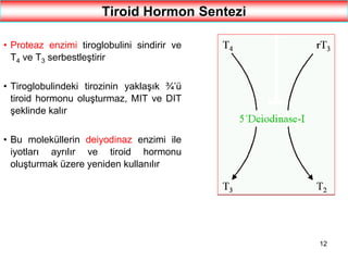 12
Tiroid Hormon Sentezi
• Proteaz enzimi tiroglobulini sindirir ve
T4 ve T3 serbestleştirir
• Tiroglobulindeki tirozinin yaklaşık ¾’ü
tiroid hormonu oluşturmaz, MIT ve DIT
şeklinde kalır
• Bu moleküllerin deiyodinaz enzimi ile
iyotları ayrılır ve tiroid hormonu
oluşturmak üzere yeniden kullanılır
 