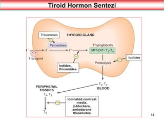 14
Tiroid Hormon Sentezi
 