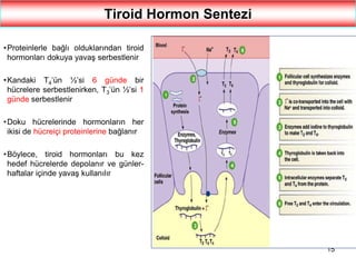 15
Tiroid Hormon Sentezi
•Proteinlerle bağlı olduklarından tiroid
hormonları dokuya yavaş serbestlenir
•Kandaki T4’ün ½’si 6 günde bir
hücrelere serbestlenirken, T3’ün ½’si 1
günde serbestlenir
•Doku hücrelerinde hormonların her
ikisi de hücreiçi proteinlerine bağlanır
•Böylece, tiroid hormonları bu kez
hedef hücrelerde depolanır ve günler-
haftalar içinde yavaş kullanılır
 