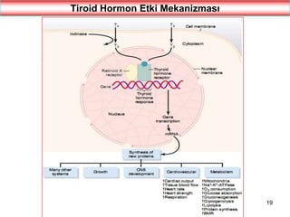 19
Tiroid Hormon Etki Mekanizması
 