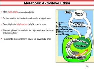 20
Metabolik Aktiviteye Etkisi
• BMR %60-100'ü oranında artabilir
• Protein sentez ve katabolizma hızında artış gözlenir
• Genç kişilerde büyüme hızı büyük oranda artar
• Zihinsel işlevler hızlandırılır ve diğer endokrin bezlerin
aktivitesi artırılır
• Hücrelerde mitokondrilerin sayısı ve büyüklüğü artar
 